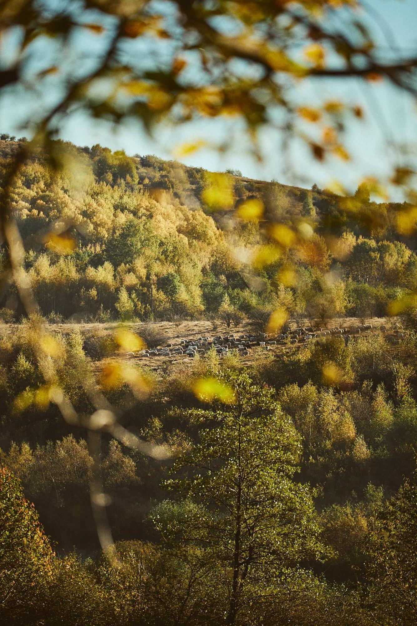 Scandinave Chalet Bran Zărneşti エクステリア 写真